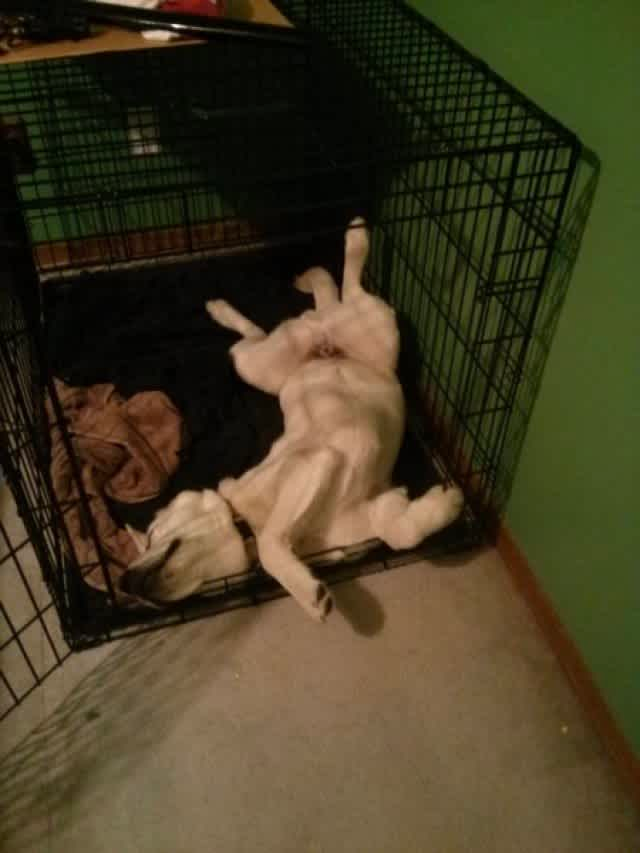 cute sleeping dog
