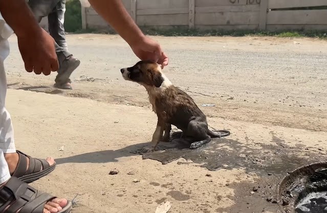 Rescue dog