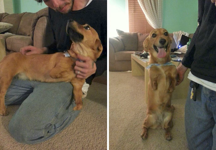 cute dog