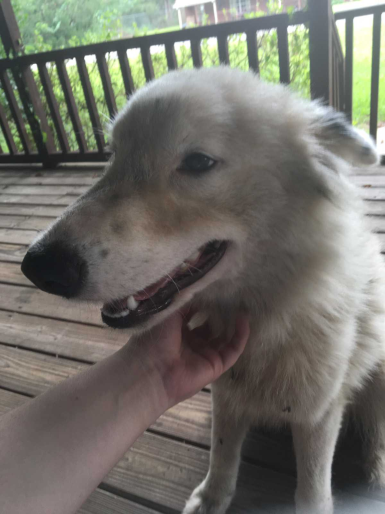 this emotional dog story will make your day