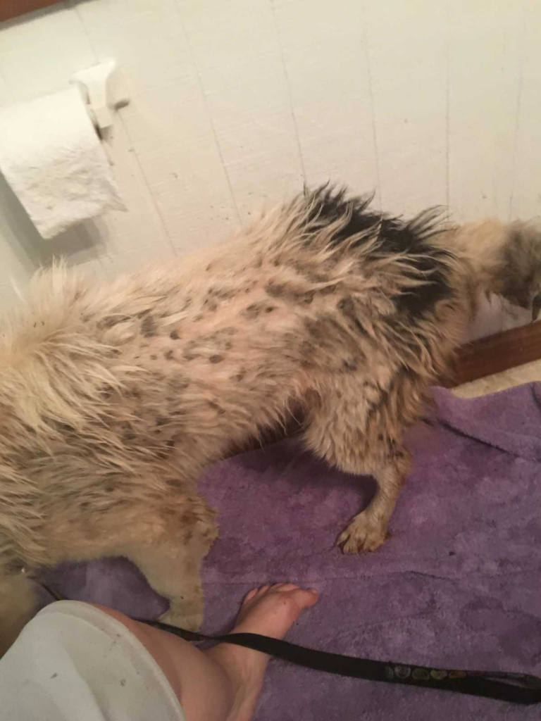 this emotional dog story will make your day