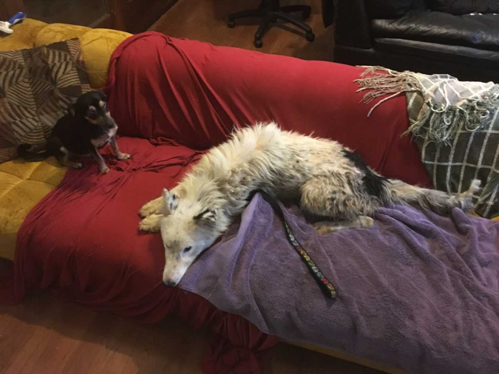 this emotional dog story will make your day