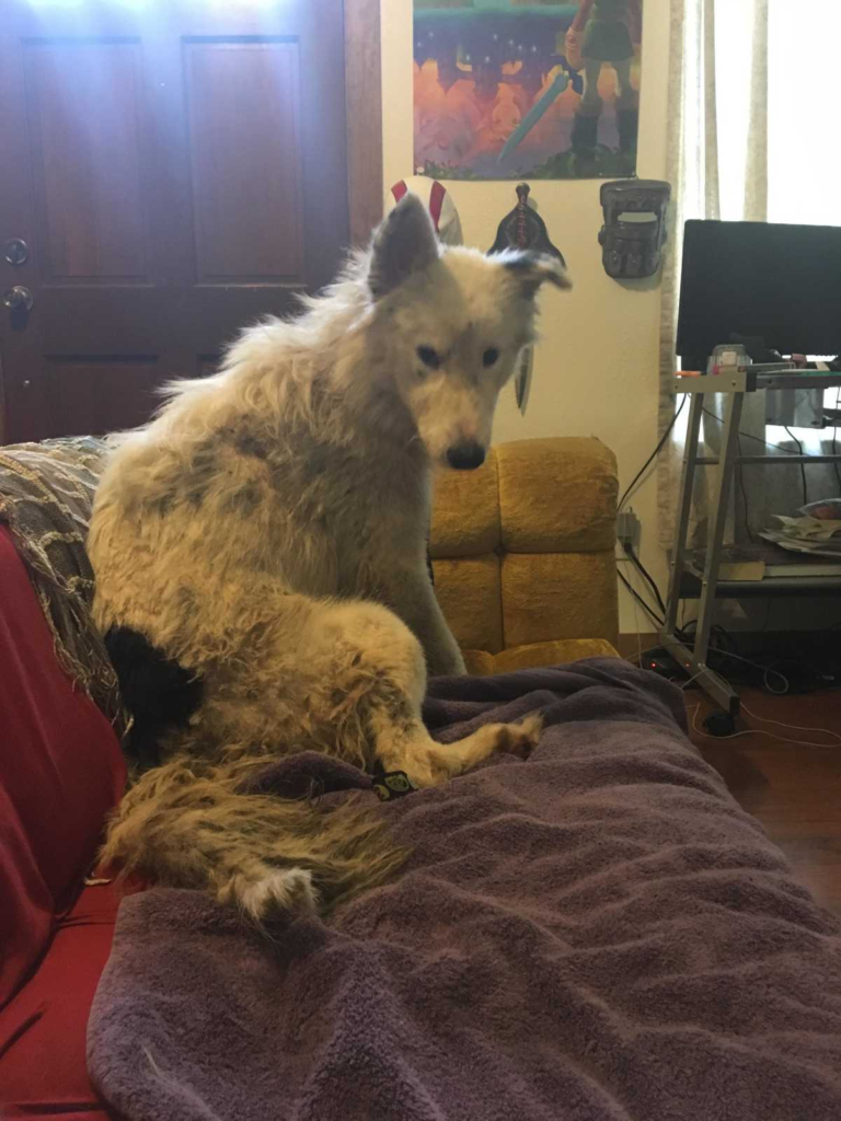 this emotional dog story will make your day