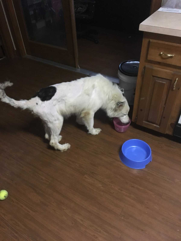 this emotional dog story will make your day