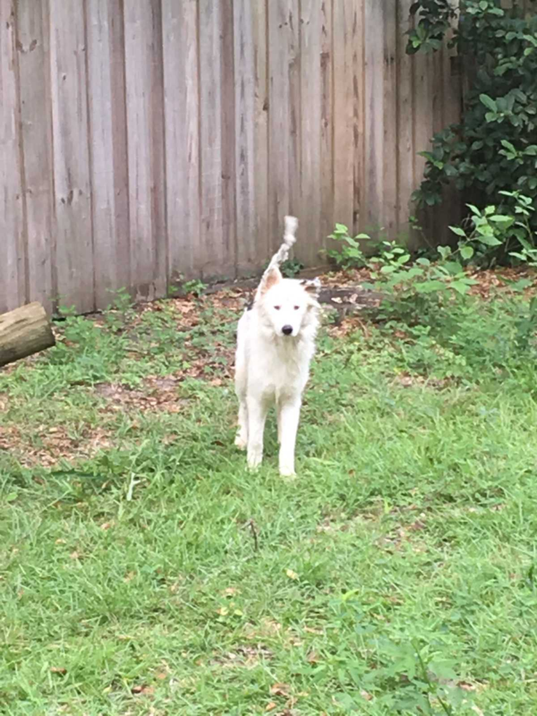 this emotional dog story will make your day