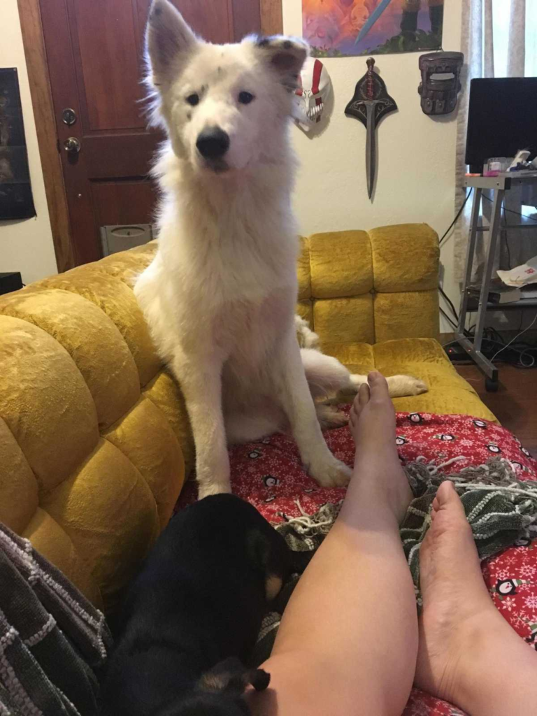 this emotional dog story will make your day