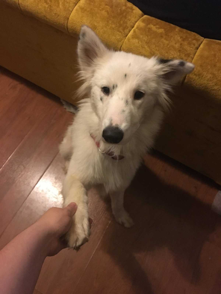 this emotional dog story will make your day