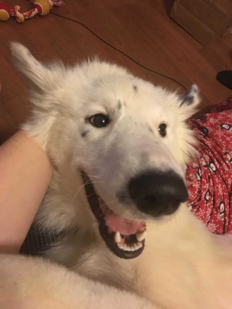 this emotional dog story will make your day