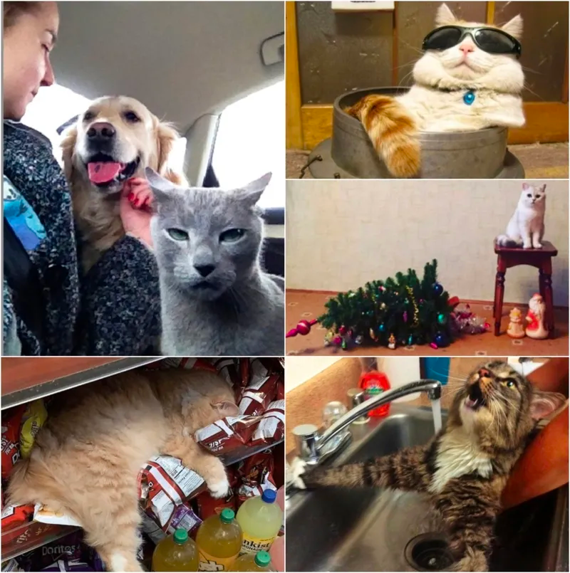 funny cat