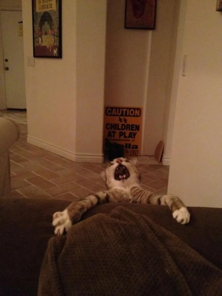 funny cat
