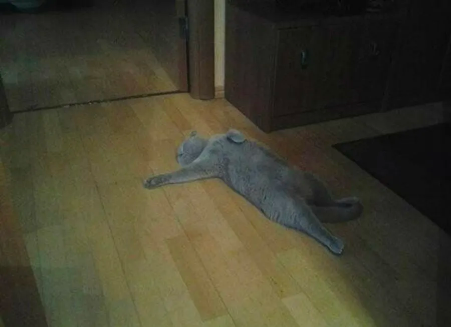funny cat