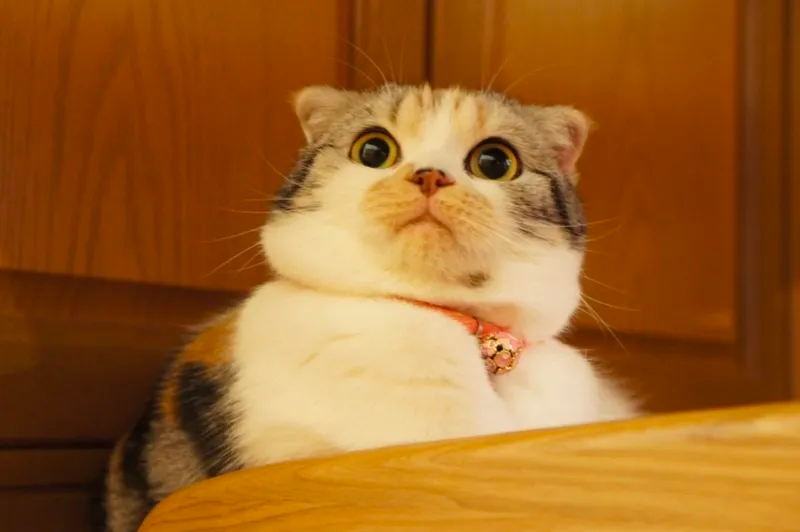funny cat