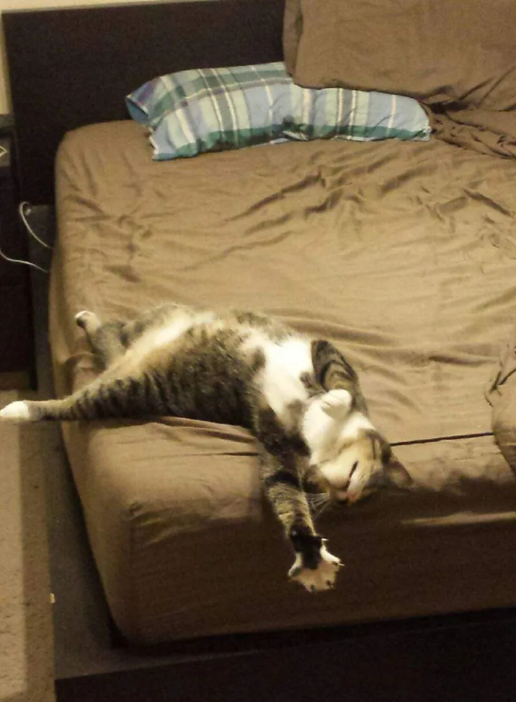 funny cat