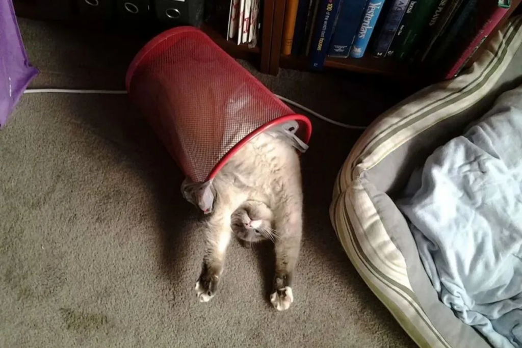 funny cat