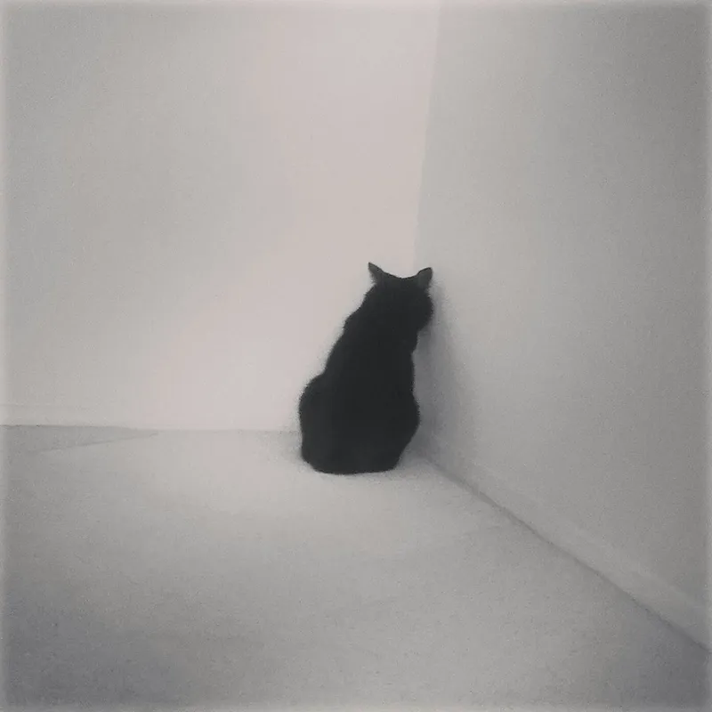 funny cat