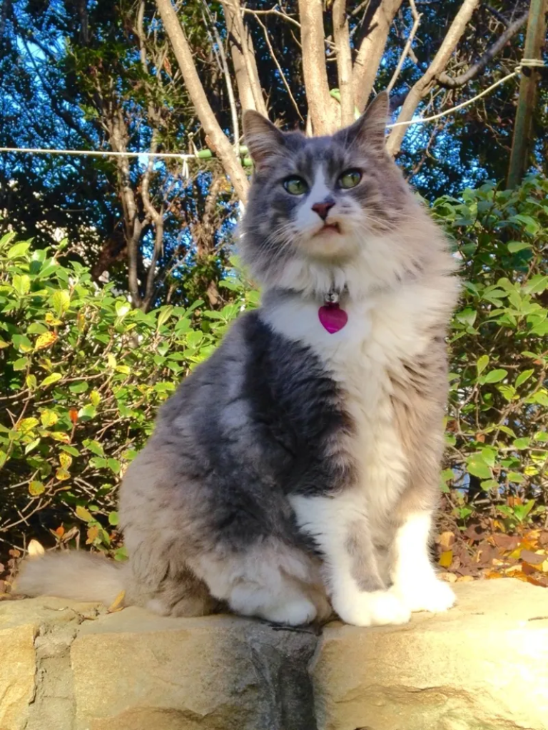 funny cat