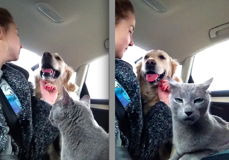 funny cat