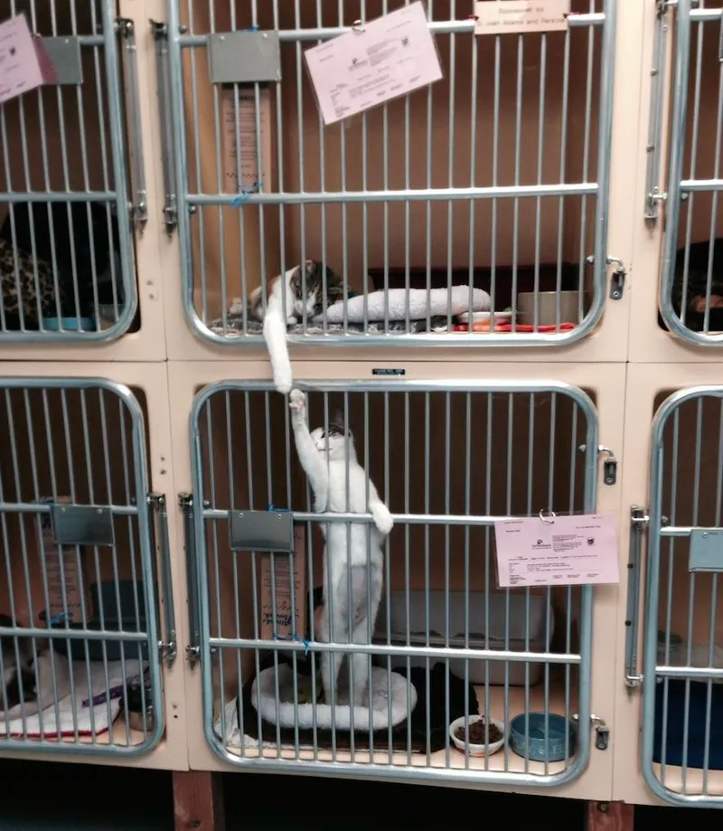 funny cat