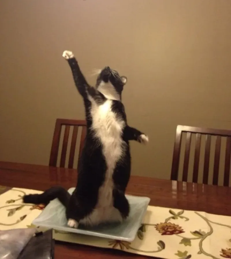 funny cat