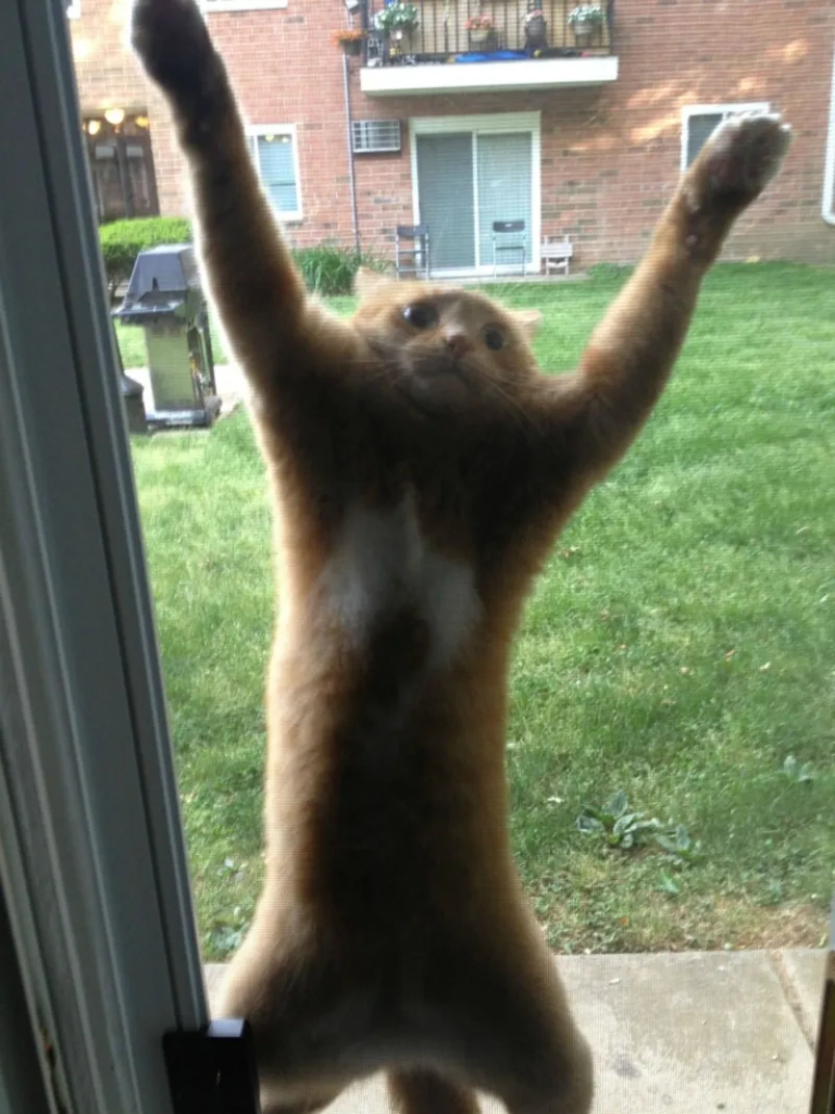 funny cat
