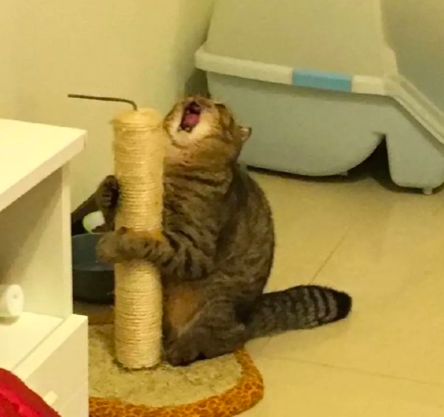 funny cat