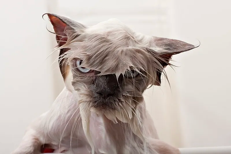 funny cat
