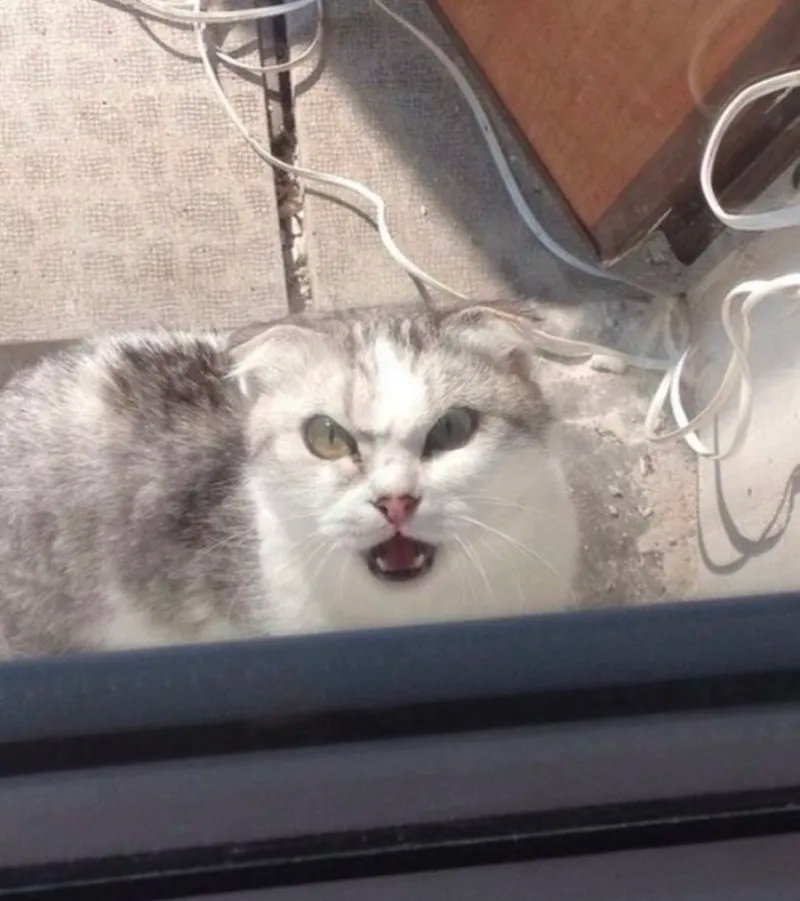 funny cat