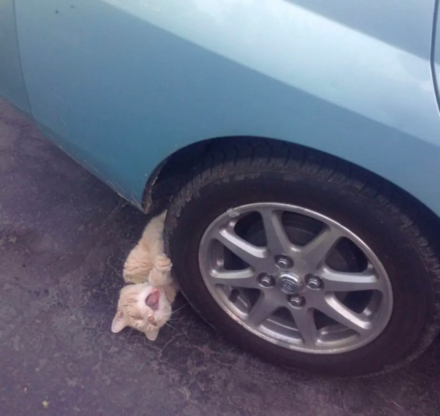 funny cat