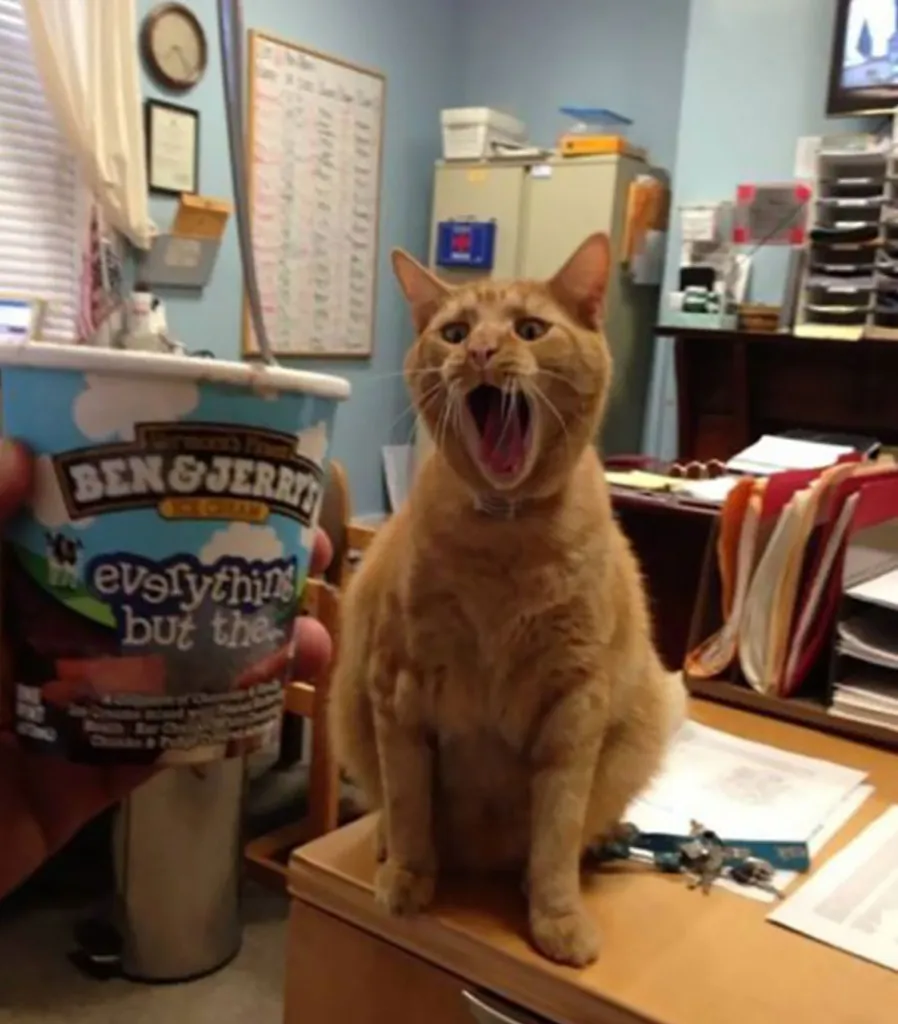 funny cat