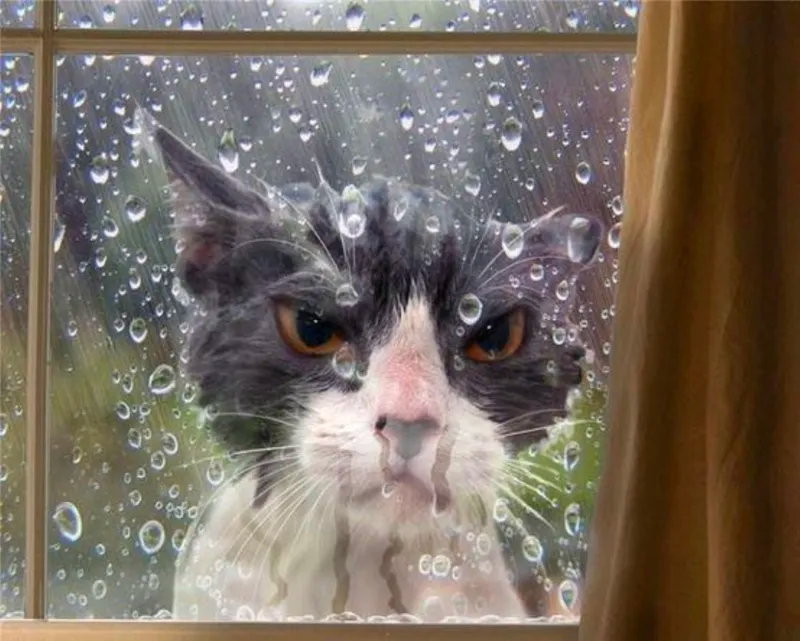 funny cat