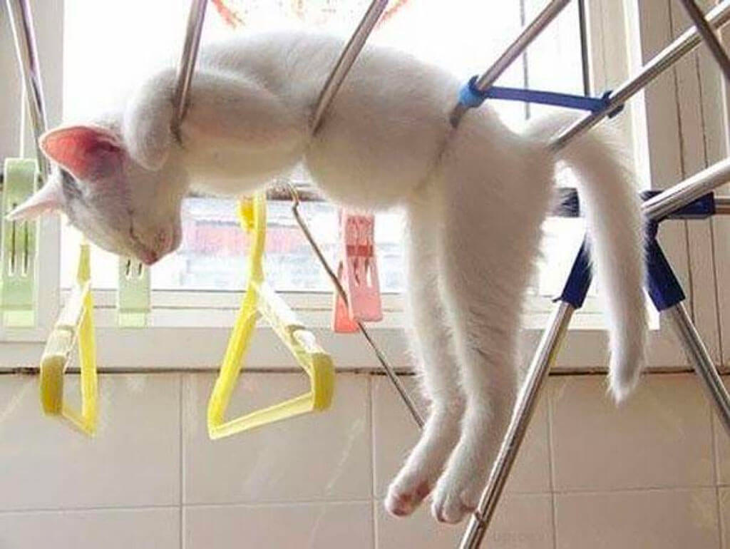 list of funny sleep animals