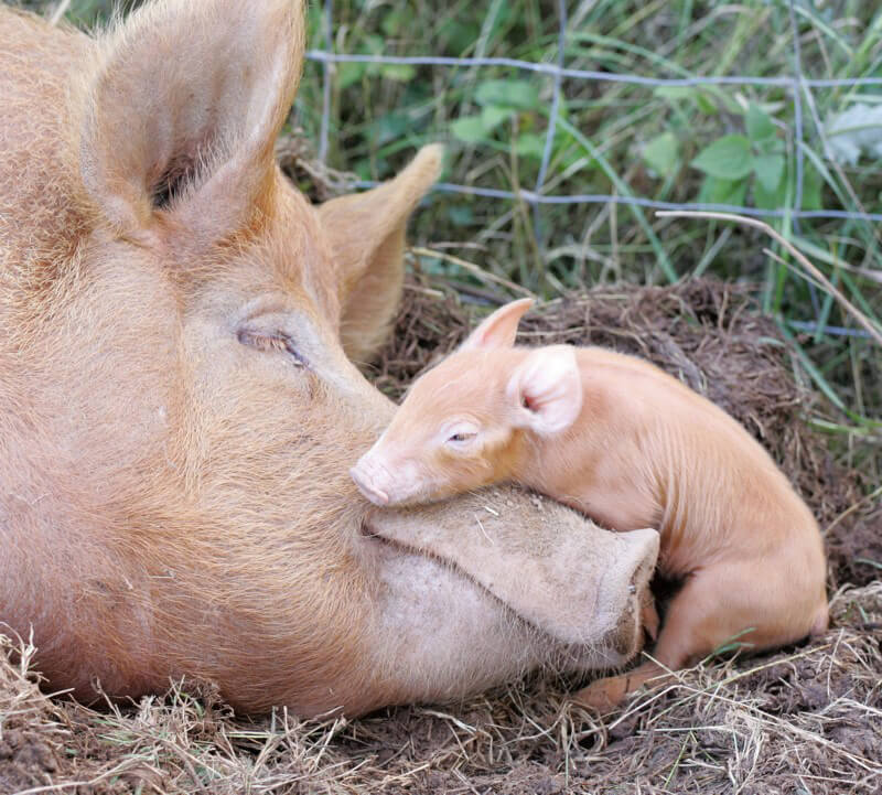 list of funny sleep animals