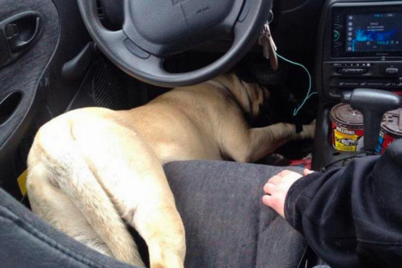 list of funny sleep animals