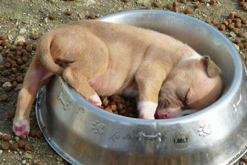 list of funny sleep animals