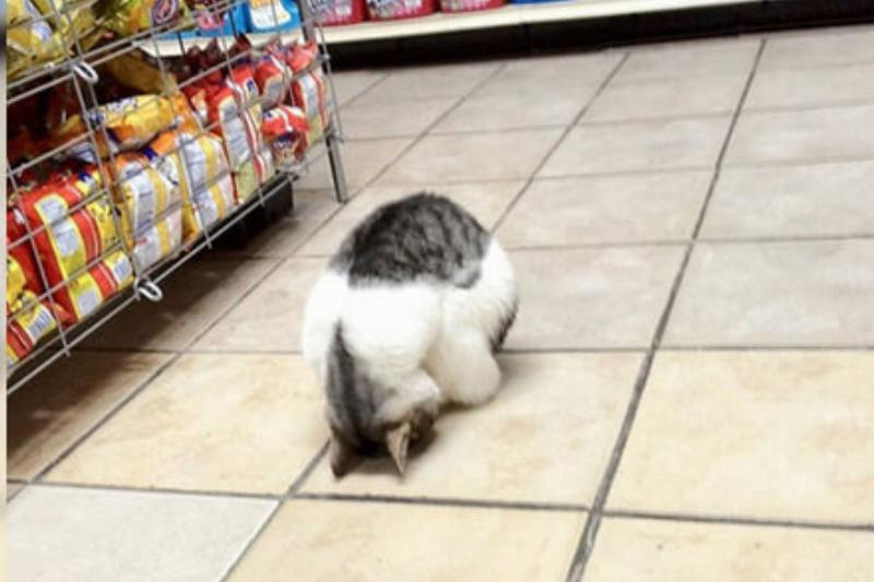 list of funny sleep animals