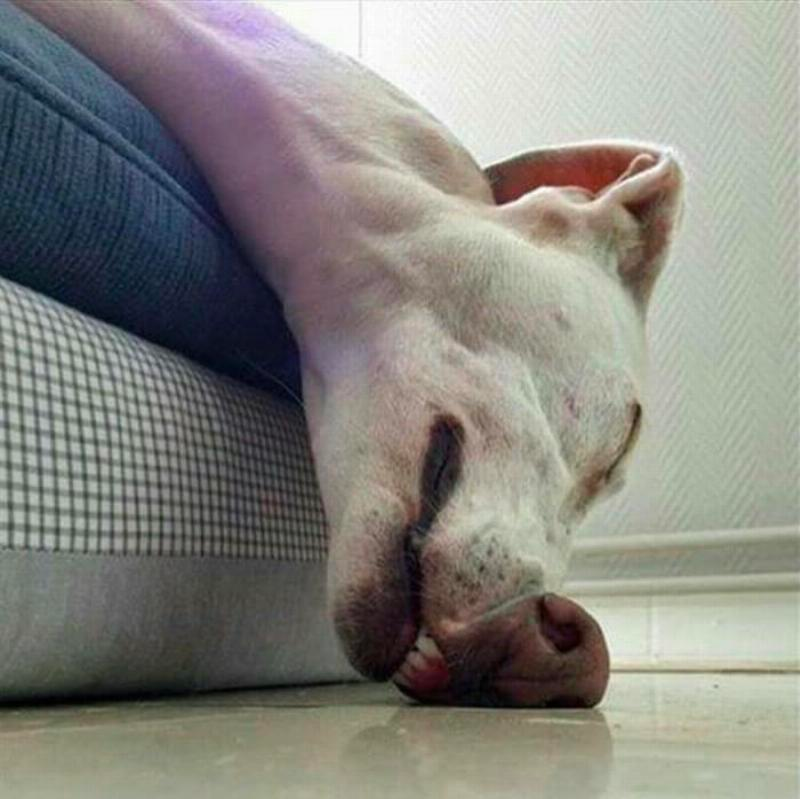 list of funny sleep animals