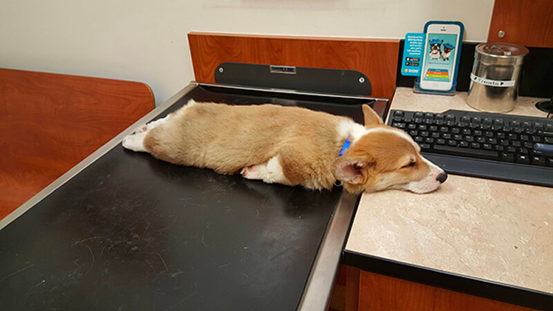 list of funny sleep animals