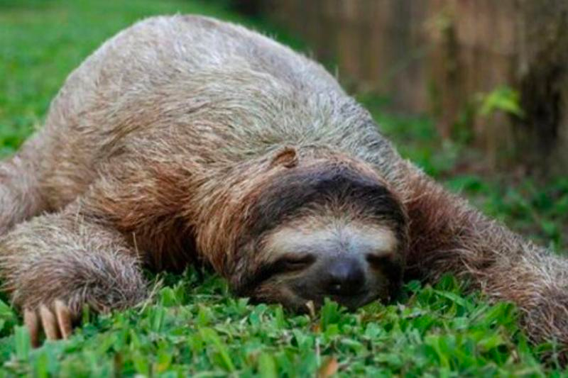 list of funny sleep animals
