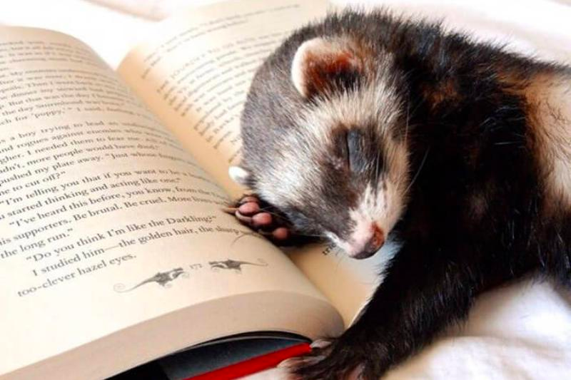 list of funny sleep animals
