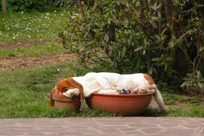 list of funny sleep animals