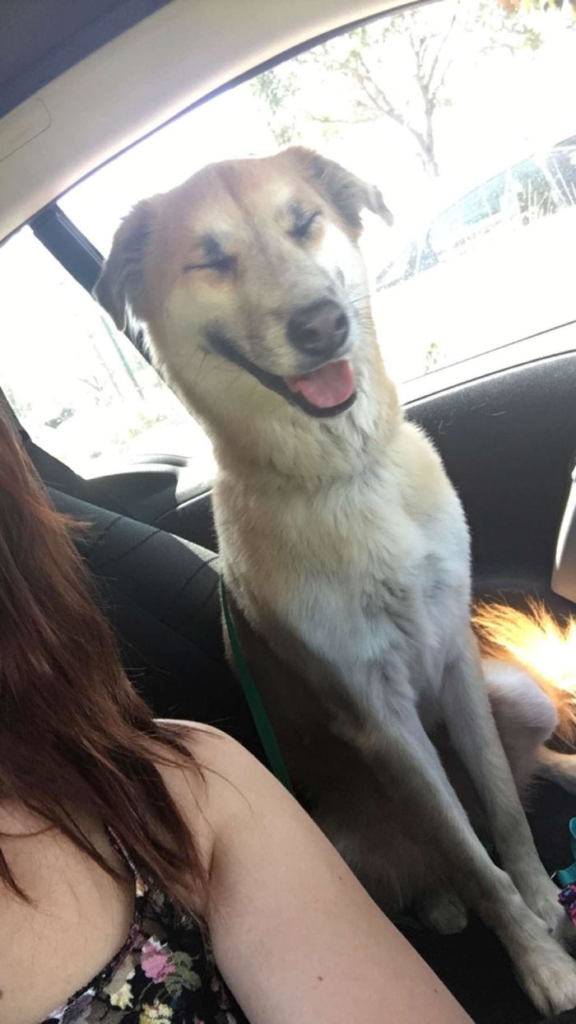 cute dog