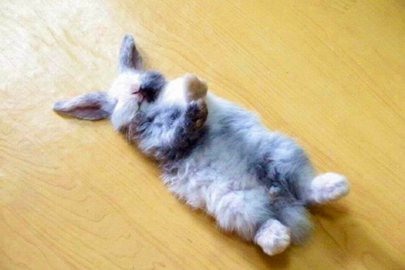 list of funny sleep animals