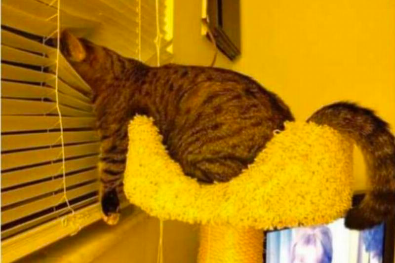 list of funny sleep animals