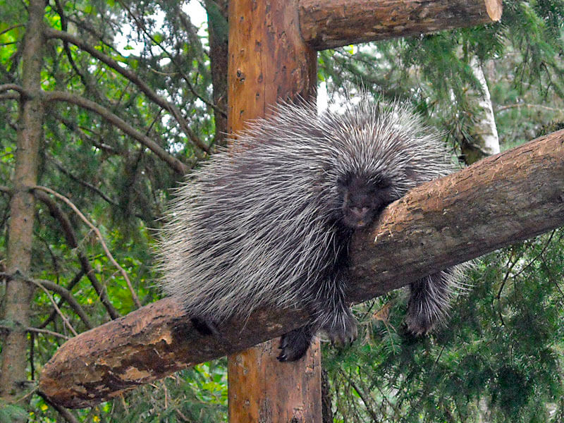 list of funny sleep animals