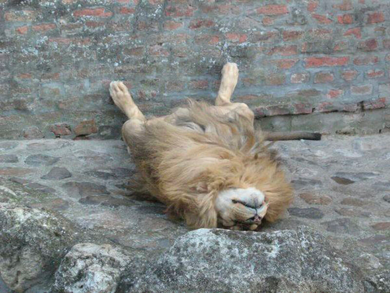 list of funny sleep animals