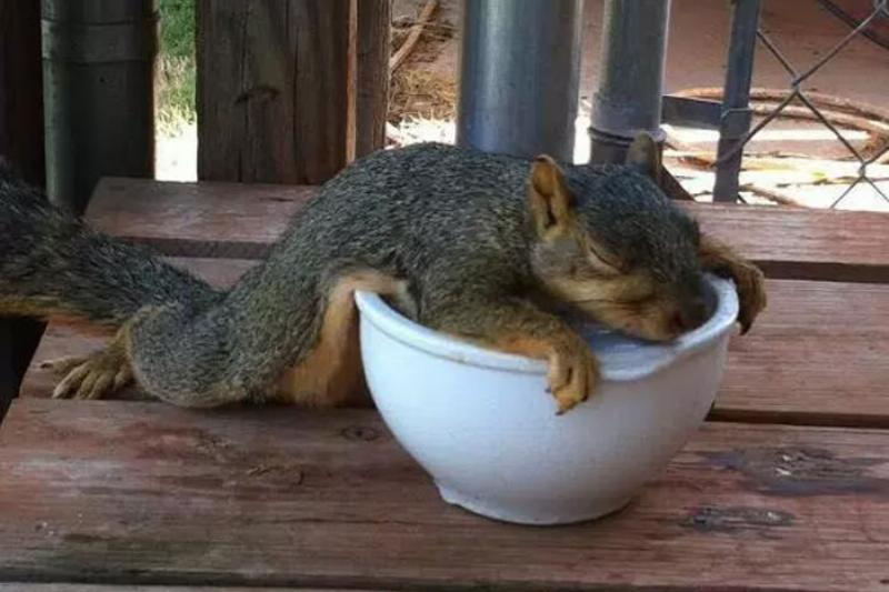 list of funny sleep animals