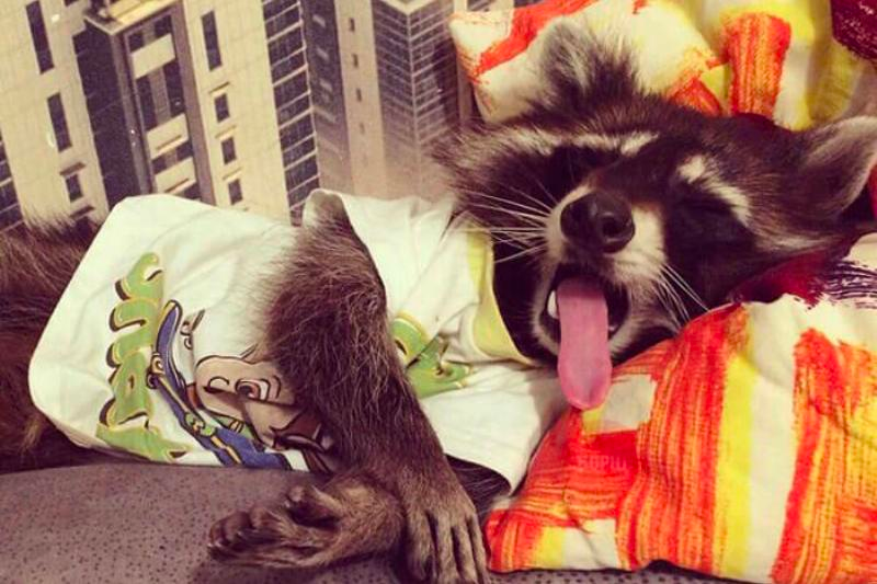 list of funny sleep animals