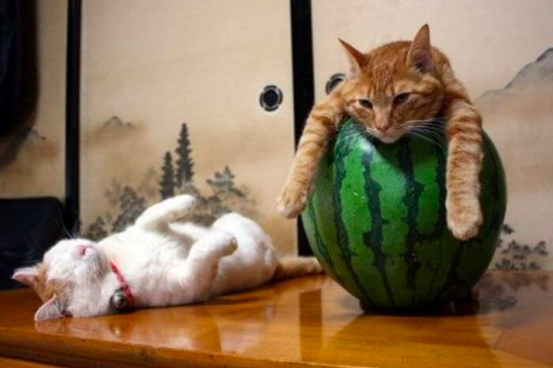 list of funny sleep animals