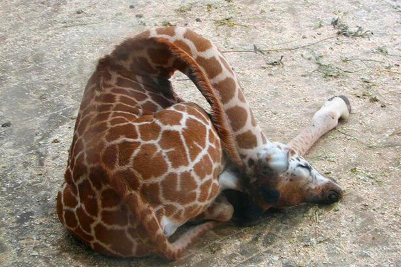 list of funny sleep animals