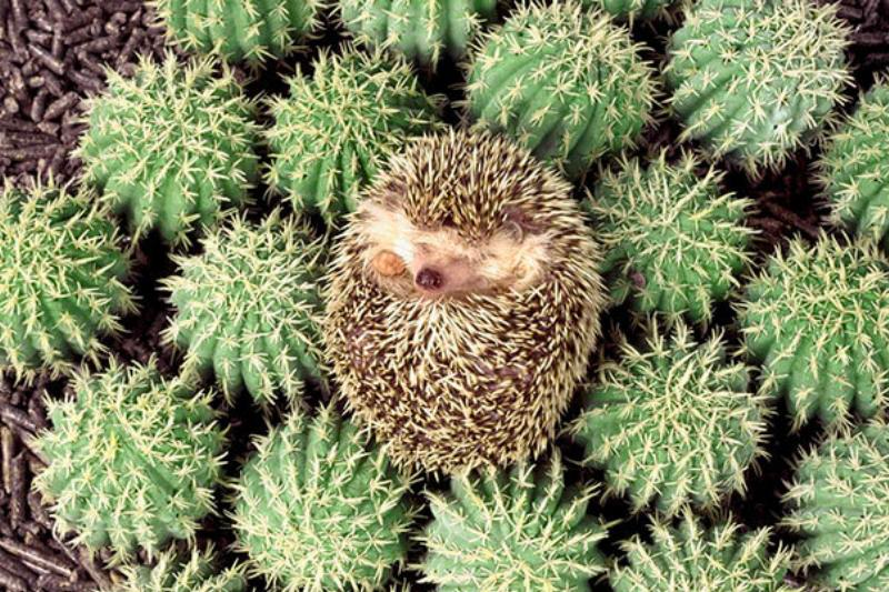 funny sleep animals